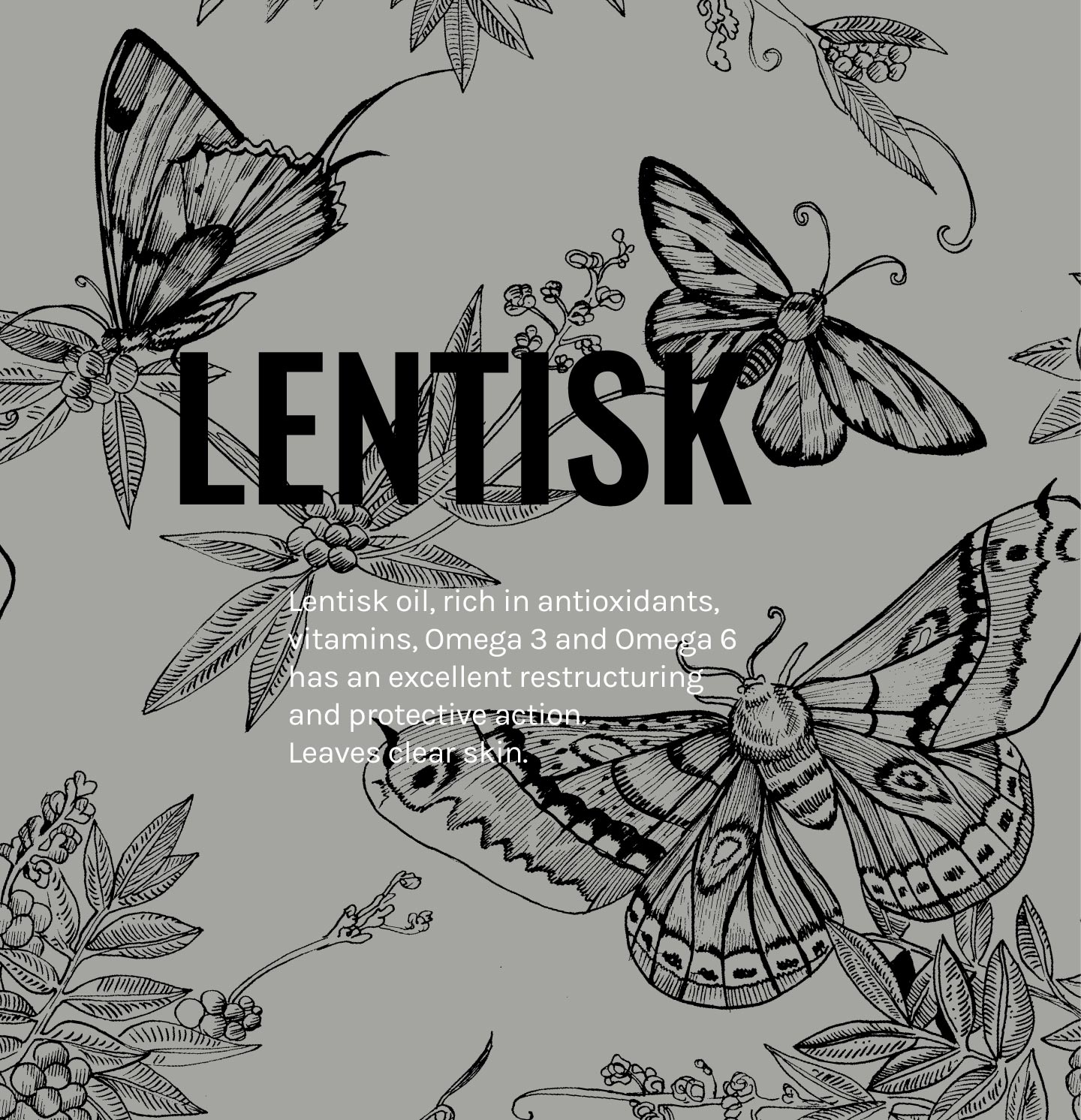 PISTACIA_LENTISCUS-eng
